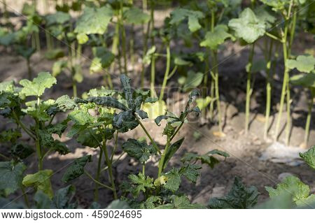 Disease In An Okra Plant Closeup View