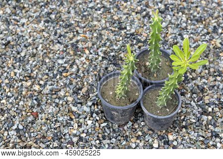 Euphorbia Cactus Growing In Small Pots With Copy Space