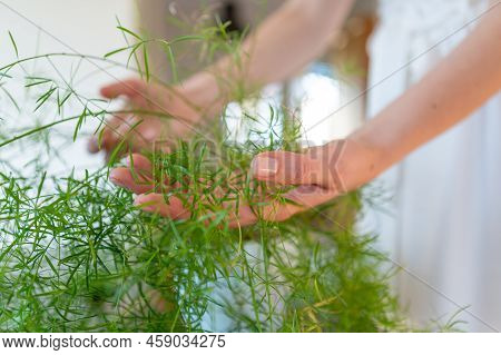 Womans Hands Holding An Asparagus Plants Leaves