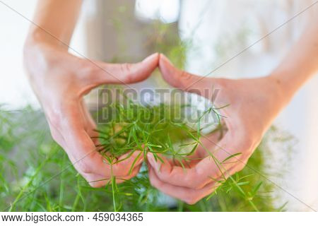 Womans Hands Showing Heart Holding Asparagus Leaves