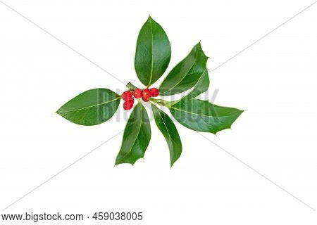 Christmas Holly Branch. Xmas Decoration Plant With Green Glossy Leaves And Red Berries Isolated Png