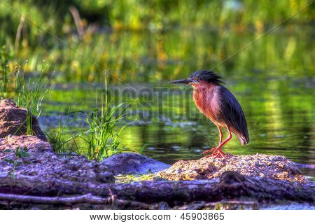 Green Heron In High Dynamic Range Hdr (butorides Virescens Virescens)
