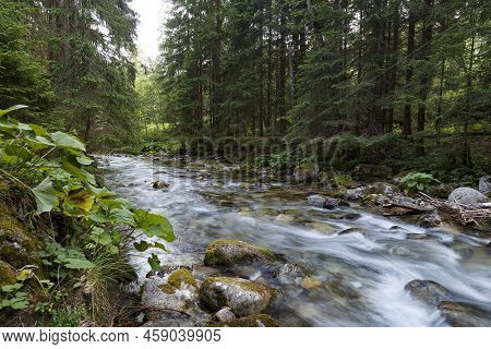 Fast River Flows In Coniferous Mountain Forest Among Mossy Stones. Tatras. Rackova Valley Landscape.