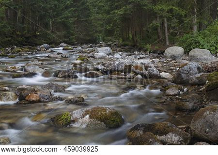 Fast River Flows In Coniferous Mountain Forest Among Mossy Stones. Tatras. Rackova Valley Landscape.