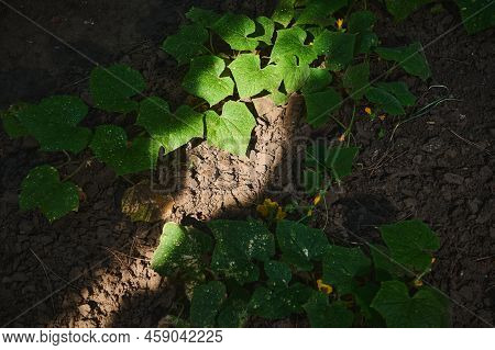 Top View Of The Bushes Of Growing Cucumber Plant, In The Open Ground Of An Eco Farm, Illuminated By 