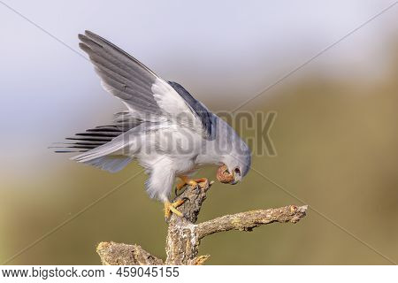 Black-winged Kite (elanus Caeruleus) Bird Of Prey Perched In Tree Getting Rid Of Eggshell On Bright 