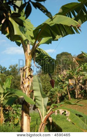 Plantain