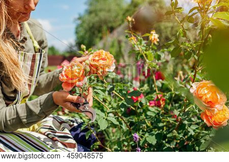 Orange Lady Of Shalott Rose Blooming In Summer Garden. Gardener Enjoying Shrub Holding Pruner. Austi