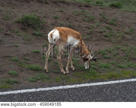 The Pronghorn, Antilocapra Americana, Feeding On The Grass Roadside In The Yellowstone National Park
