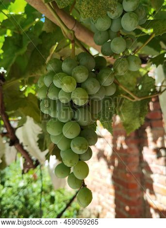 Sunshine rose grape planting qingti sunshine rose grape fruit