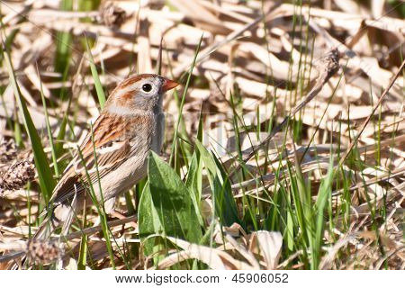 Feld-Sparrow