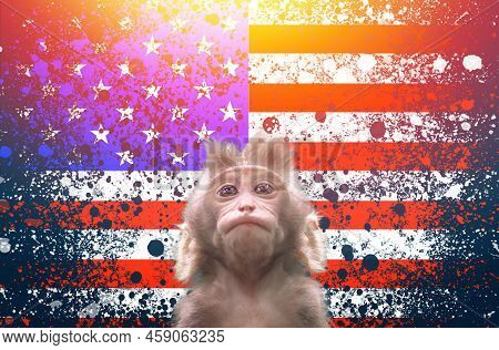 A New Outbreak Of Viral Infection At Usa, Monkey Pox. Small Monkey Looks Up At American Flag Backgro