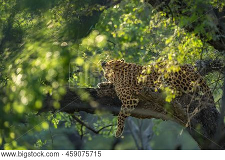 Indian Wild Male Leopard Or Panther On Tree In Natural Monsoon Green Background During Outdoor Jungl