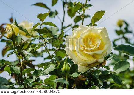 A Yellowish-white Rose Bloomed In Its Natural Environmen.