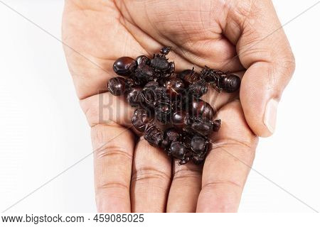 Ants Culonas Typical Gastronomy Of Santander Colombia; Photo White Background