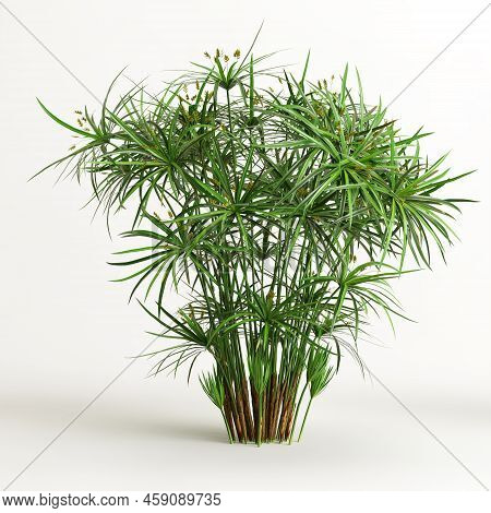 3d Illustration Of Cyperus Alternifolius Isolated On White Background