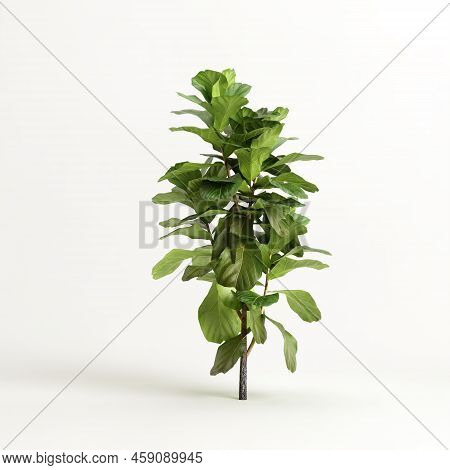 3d Illustration Of Ficus Tree Isolated On White Background