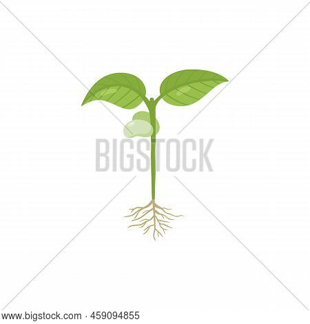 Bean Sprout With Roots And First Leaves, Flat Vector Illustration Isolated.