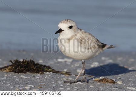 A Snowy Plover, Charadrius Nivosus Stands In The Sand At The Waterline On A Beach In Florida