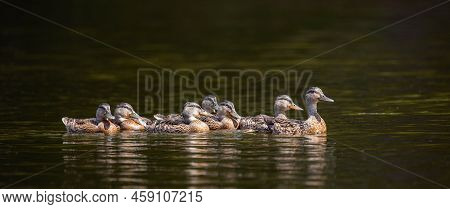 Adult Mallard Duck (anas Platyrhynchos) Taking Its Young For A Swim, Panoram