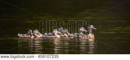 Adult Mallard Duck (anas Platyrhynchos) Taking Its Young For A Swim, Panoram