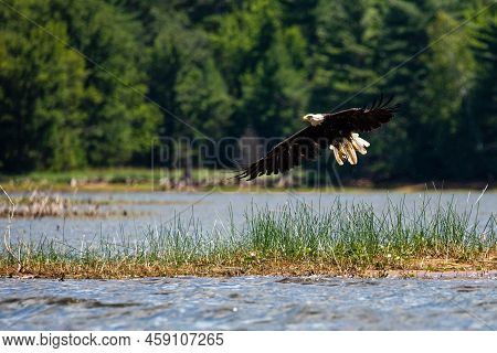 Bald Eagle (haliaeetus Leucocephalus) Flying Over The Rainbow Flowage In Northern Wisconsin, Horizon