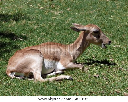 Addax