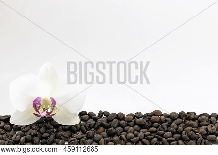 Coffee Beans On White Background Top View