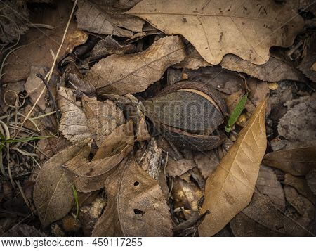 Autumn Leaves And A Hickory Nut On A Florida Forest Floor Background Scene