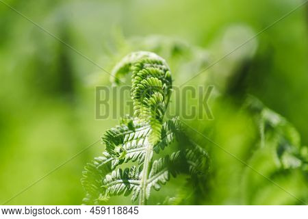 Green Background Made With Young Fern Leaves. Beautiful Ferns Leaves Green Foliage. Natural Floral F
