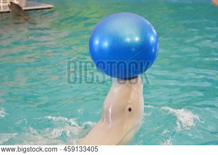 Belukha Performs An Exercise Ball