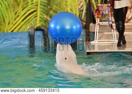 Belukha Performs An Exercise Ball