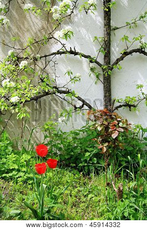 Kukinnan Espalier omenapuun valkoinen seinä