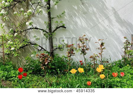 Kukinnan Espalier omenapuun valkoinen seinä