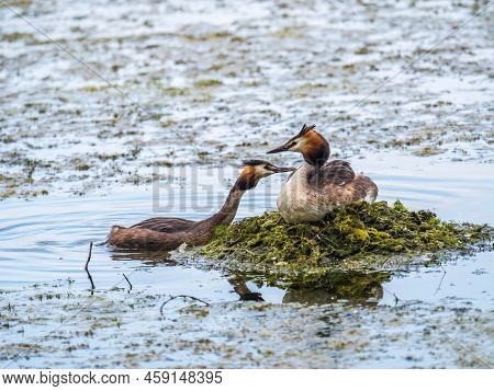 Great Crested Grebe, Podiceps Cristatus, Water Bird Sitting On The Nest, Nesting Time On The Green L