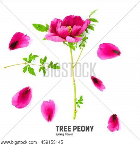 Tree Peony In Flower Close Up. Pink Peony Flowers Isolated On White Background.