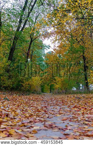 Alley In The Autumn Park. Bottom Point View.