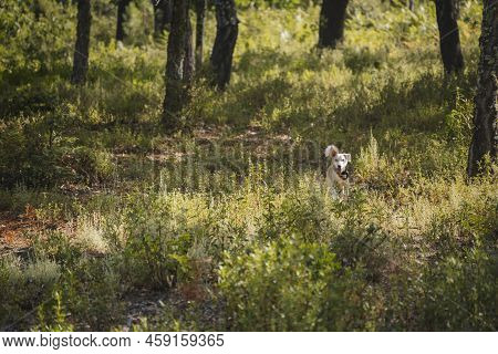 Female Dog Running Free And Happily On The Golden Grass