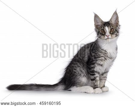 Cute Silver Maine Coon Cat Kitten, Sitting Up Side Ways. Looking Towards Camera. Isolated On A White