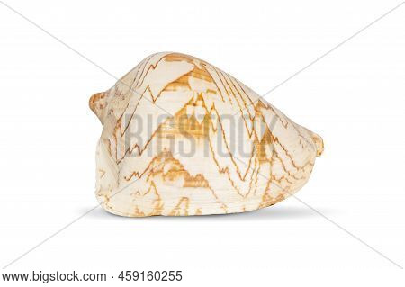 Image Of Andaman Seashell (cymbiola Nobilis) On A White Background. Undersea Animals. Sea Shells.