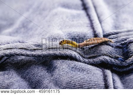 Wall Moth Larvae, Found Crawling Up Walls Or Clothing, Inside A Small Cocoon, Feed On Fur (including