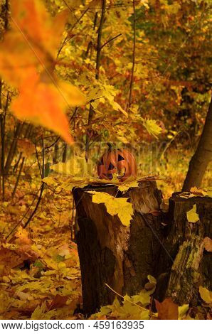 Pumpkins Candles On Golden Leaves In Autumn Forest With Defocused Sunset Background. Halloween Holid