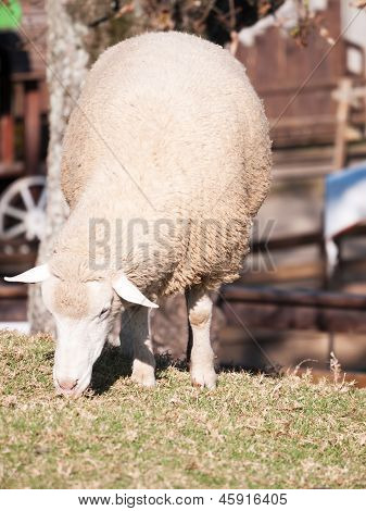แกะ Grazing