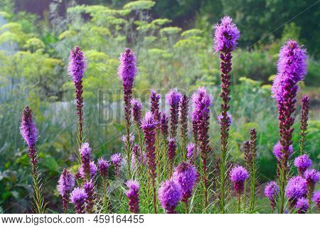 Liatris Spicata Flower Blooming In The Garden In Summer. Close View.