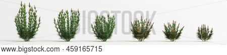 3d Illustration Of Set Elegia Capensis Grass Isolated On White Background