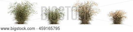 3d Illustration Of Set Chasmanthium Latifolium Grass Isolated On White Background