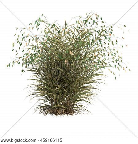 3d Illustration Of Chasmanthium Latifolium Grass Isolated On White Background