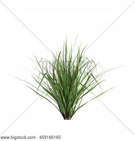 3d Illustration Of Cymbopogon Citratus Grass Isolated On White Background