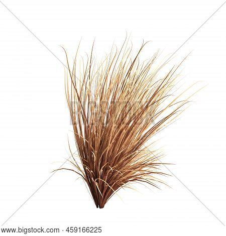3d Illustration Of Carex Buchananii Grass Isolated On White Background