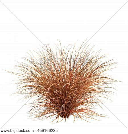 3d Illustration Of Carex Buchananii Grass Isolated On White Background